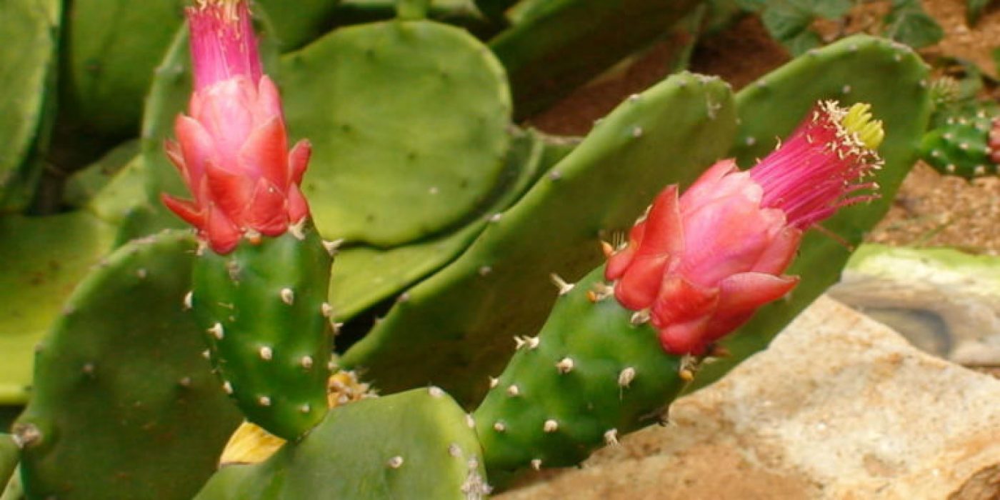 Nopalea-cochenillifera-Cochineal-Nopal-Cactus4-768x576-1